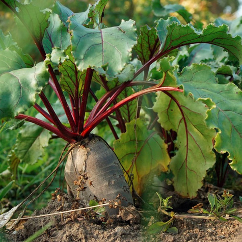 Burak ćwikłowy Cylindra podłużny BIO 10g