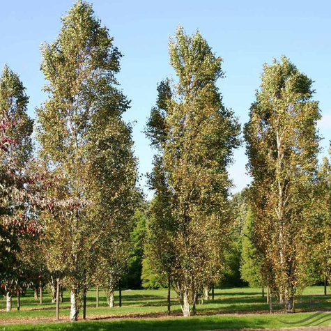Brzoza brodawkowata Fastigiata (C2)