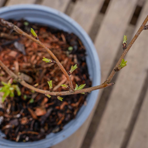 Obiela mieszańcowa The Bride (C2)
