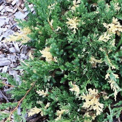 Jałowiec chiński Expansa Variegata (P9)