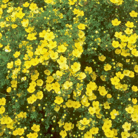 Pięciornik krzewiasty 'Katherine Dykes' (C2)