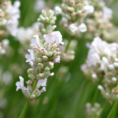 Lawenda wąskolistna lekarska Edelweiss (C2)