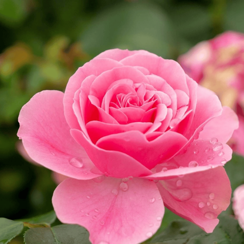 Róża różowa rabatowa wielokwiatowa