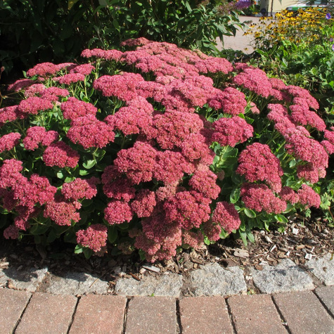 Rozchodnik wielki Birthday Party (C2)