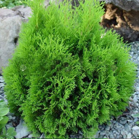Thuja Tuja Żywotnik zachodni Micky Miky