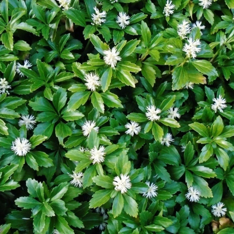 Runianka japońska Green Carpet (C2)