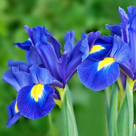 Irys holenderski Kosaciec Sapphire Beauty