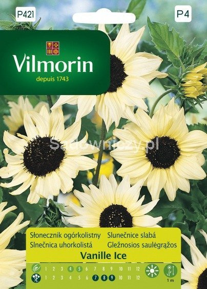 Słonecznik ozdobny Vanilla Ice ogórkolistny 0,5g