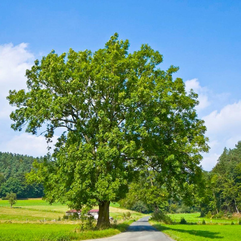 Dąb Bezszypułkowy Plant Pack