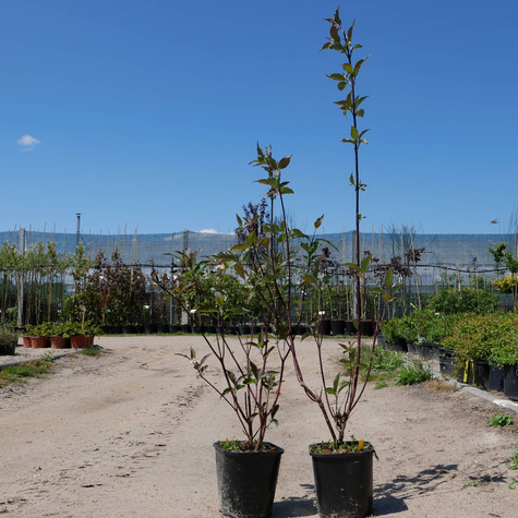 Dereń biały Kesselringii