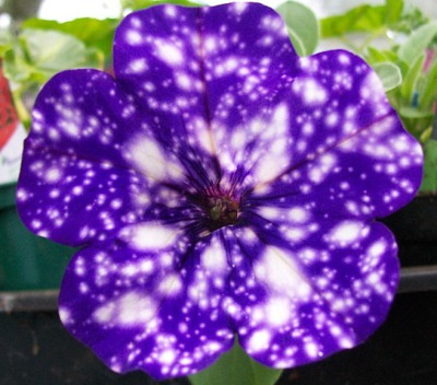 Surfinia fioletowa Gwieździste Niebo Night Sky NOWOŚĆ