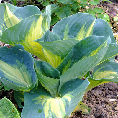 Funkia Hosta Dream Queen (C2)