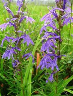Lobelia sessilifolia