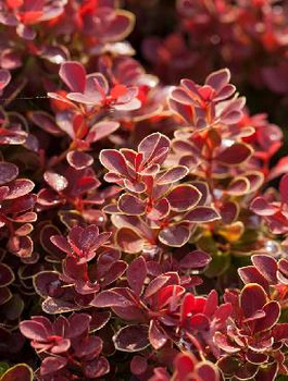 Berberys Thunberga Ruby Star (C2)