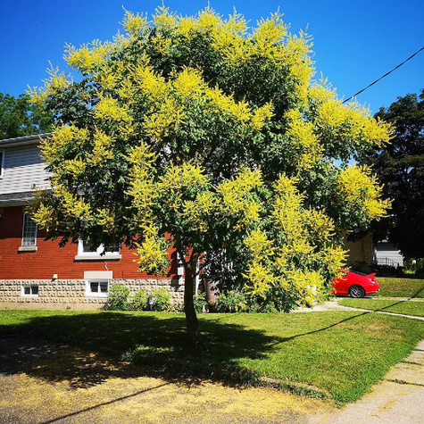 Mydleniec wiechowaty (C2)