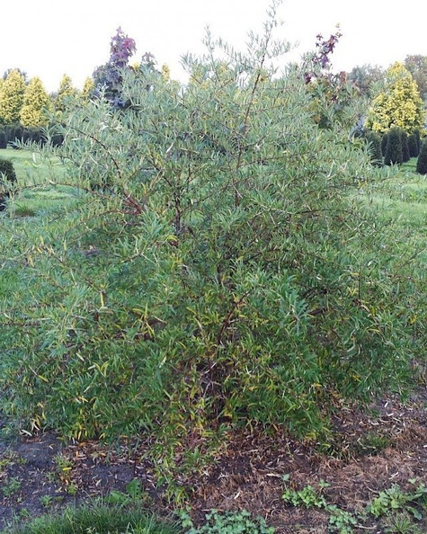 Rokitnik pospolity Pollmix męski (C2)