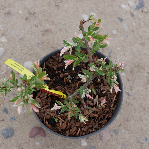 Wierzba całolistna Hakuro Nishiki forma krzewiasta (C2)