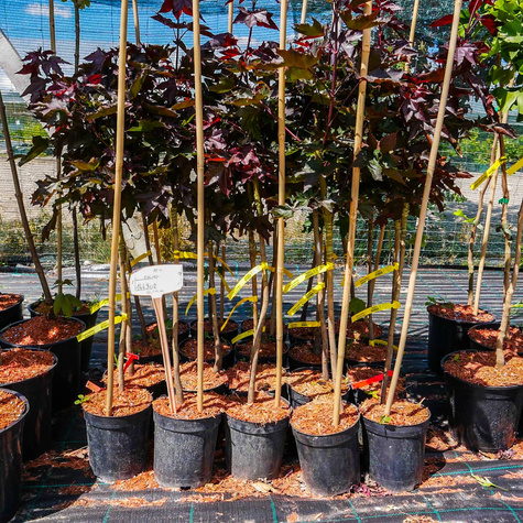 Klon pospolity Crimson Centry kolumnowy