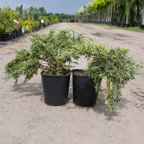 Jałowiec łuskowaty Dream Joy (C2)