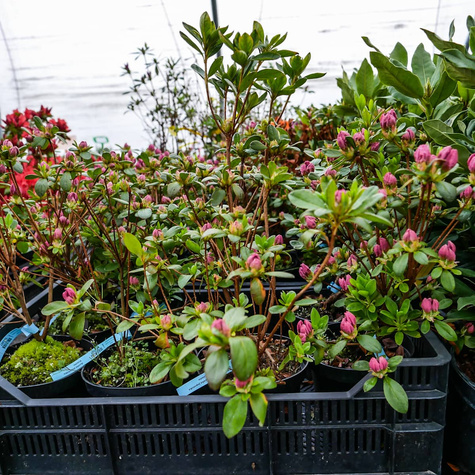 Azalia japońska Kristin