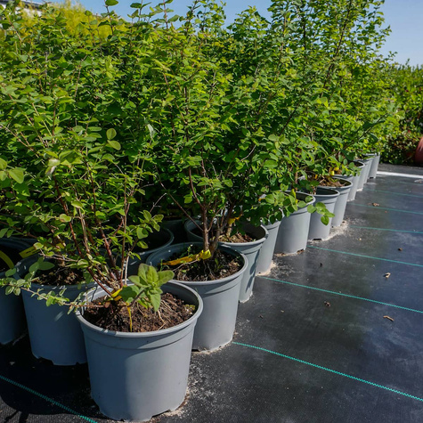 Śnieguliczka Doorenbosa White Hedge (C2)