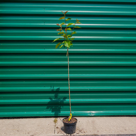 Wiśnia piłkowana Kanzan na pniu
