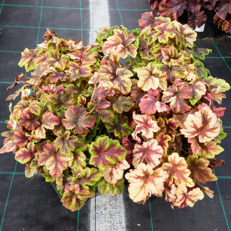 Żuraweczka Gold Zebra