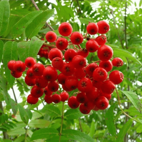 Jarząb Pospolity Pendula Szczepiony Na Pniu