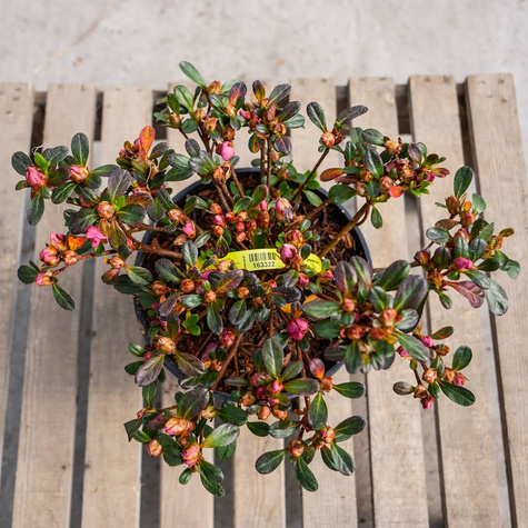 Azalia japońska Rokoko (C2)