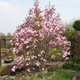 Magnolia Betty (C2)