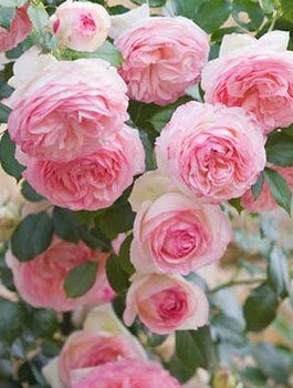 Róża pnąca Eden Rose (C2)