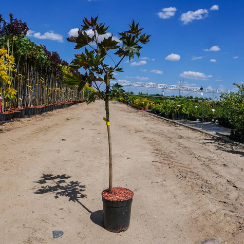 Klon pospolity Crimson Centry kolumnowy