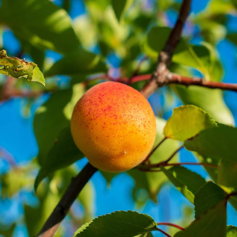 Morela Orange Red Plant Pack