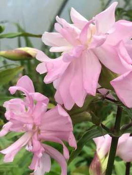 Mydlnica lekarska Rosea Plena (C2)