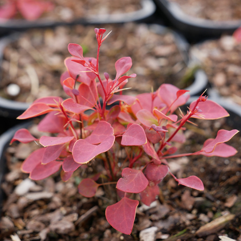 Berberys Thunberga Marylka (C2)