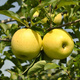 Jabłoń kolumnowa LaLambada w typie Golden Delicious Plant Pack