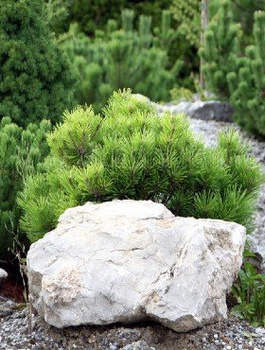 Sosna górska kosodrzewina 