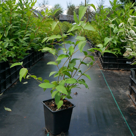 Żylistek wysmukły (P9)