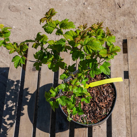 Kalina koralowa 'Roseum' (P9)