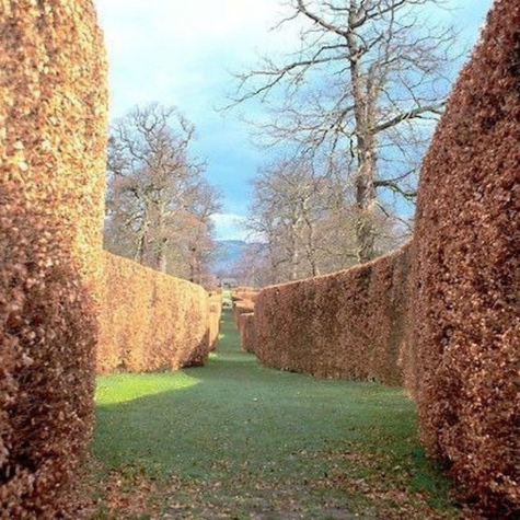 Buk zwyczajny w pojemniku Aleje Parki Żywopłoty pospolity (C2)
