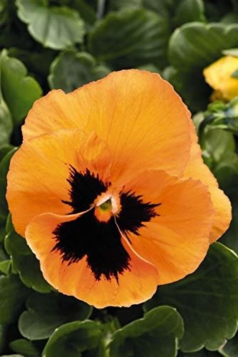 Bratek ogrodowy Orange 0,3g