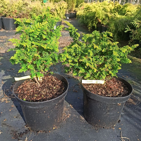 Cyprysik tępołuskowy (japoński) Dilatush