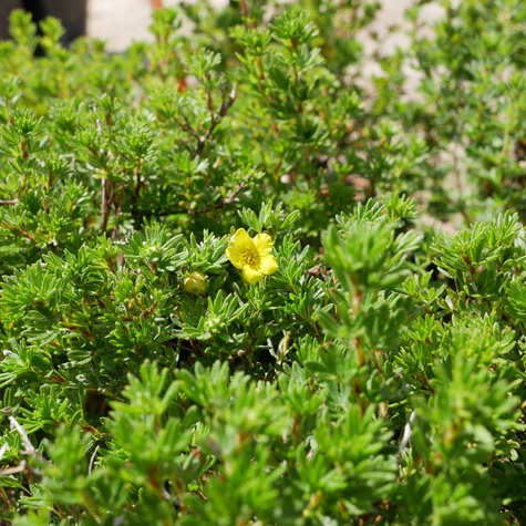 Pięciornik krzewiasty Gold Star (C2)