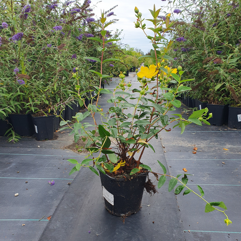 Dziurawiec Hidcote (C2)