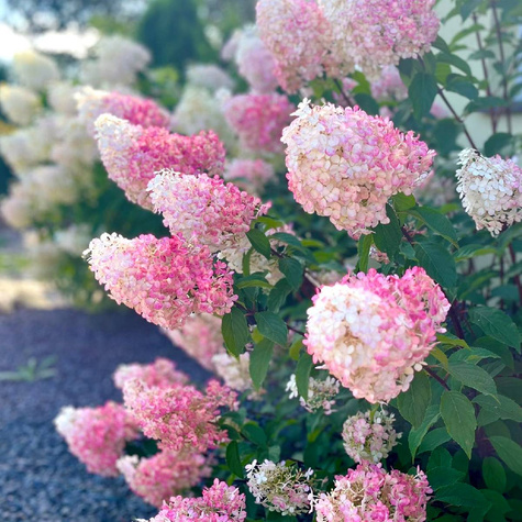 Hortensja bukietowa Living Sugar Rush (C2)