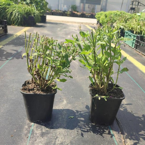 Szałwia omszona Salvatore (C2)