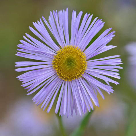 Przymiotno ciemno niebieski 0,5g Polan