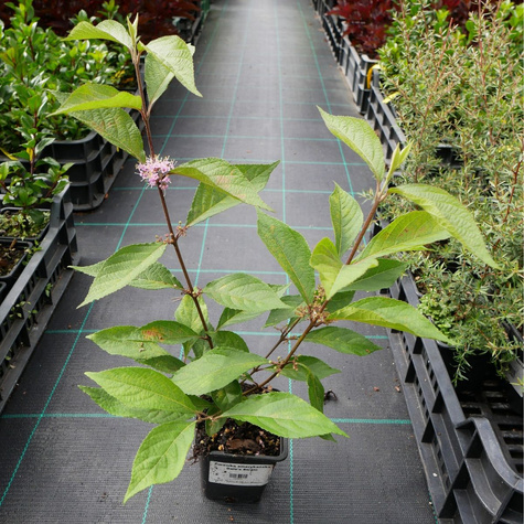 Pięknotka Bodiniera Autumn Glory (P9)