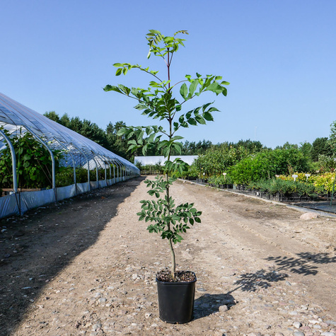 Jesion Wyniosły Drzewo miododajne (C2)