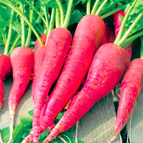 Rzodkiew podłużna Ostergriz Rosa 2 różowa 10g